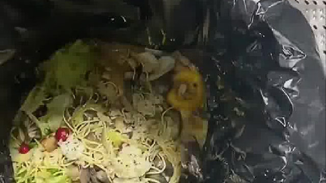 后厨最讨厌的东西！发现一只就有一窝