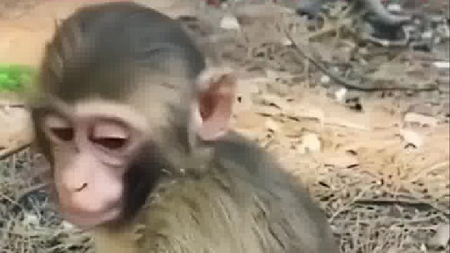 猴子：你吓死我咧