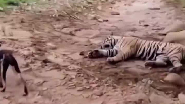 狗子挑战老虎被一招制服，网友：这狗甚至没怂一下～