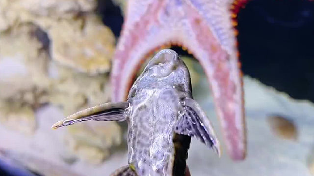 这么难搞的清道夫都被ko了