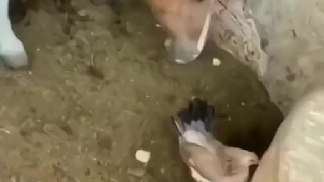 吐出来了没？鸡还活着没？