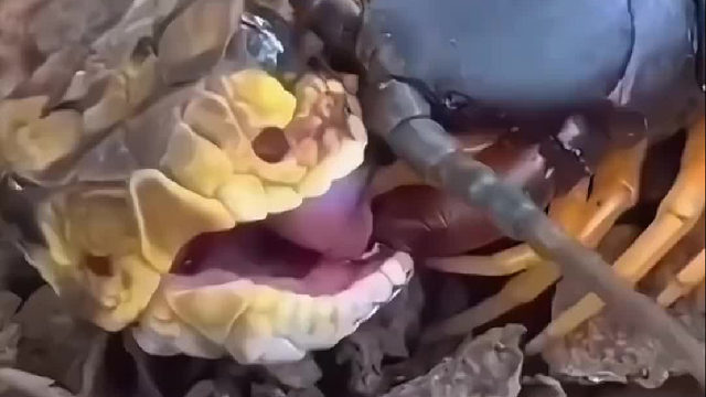 是蛇太小了，还是蜈蚣太大了？