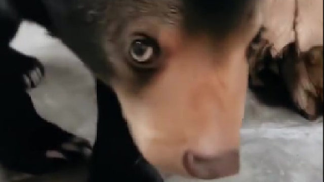 小熊由于胆子太小经常被别的小动物欺负 饲养员无奈只能把他送回妈妈身边