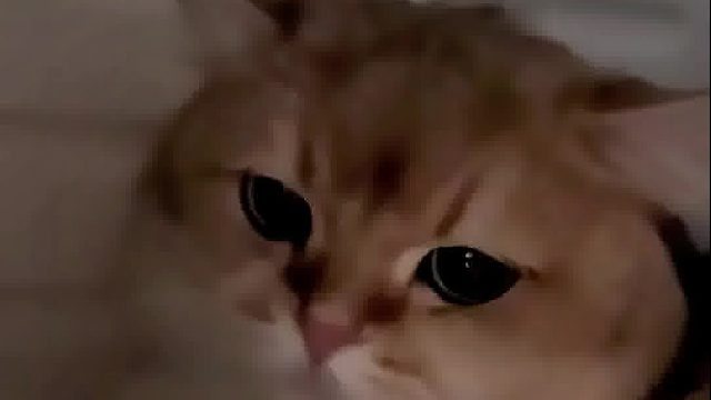 猫猫通过洞口摸另一只猫猫，外面的喵：我摸着只大耗子！里面的喵：有只大耗子摸我