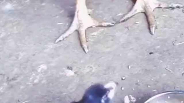 这小鸡长大了还得了……