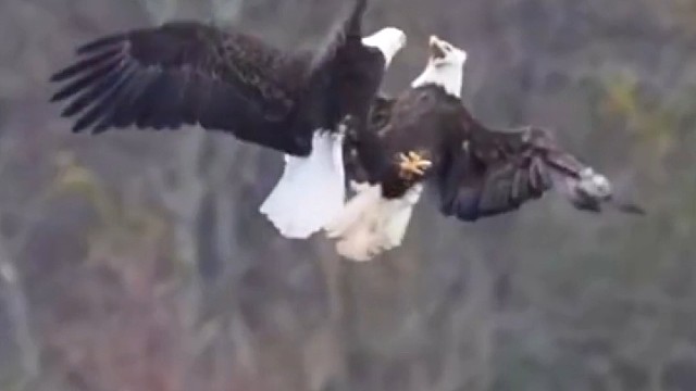 表面上高大威猛，实际是只嘤嘤怪，这两只白头海雕在干嘛呢？