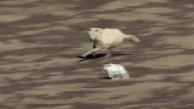 北极狼追捕北极兔