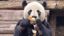 大熊猫美灵：没有熊比我更懂剥笋