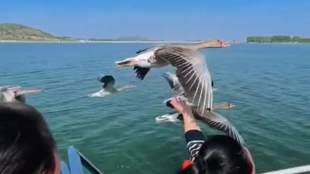 有一只大雁偷懒了……