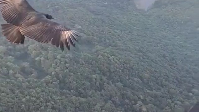 玩滑翔伞遇到秃鹫