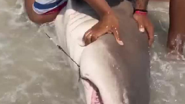 救鲨鱼是好的，但它万一回头咬一口怎么办……