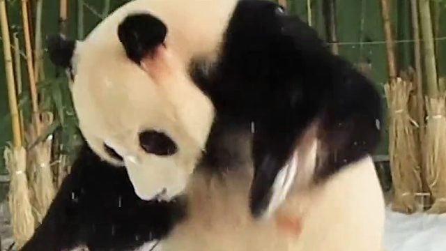 下雪天根本不想下班的乐宝