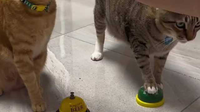 看的我好急，小咪这一巴掌给我看舒服了