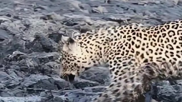 豹子本来想捉只泥鳅，挖出来这么大的家伙