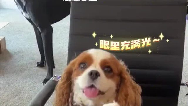 狗狗过生日 开心地听主人唱的生日歌，黑狗一靠近 马上变脸把它赶走，网友：看来5岁的时候 被黑狗偷吃过