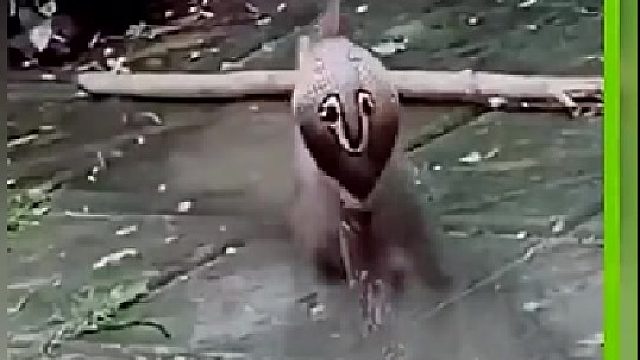 关健是有抗毒功能