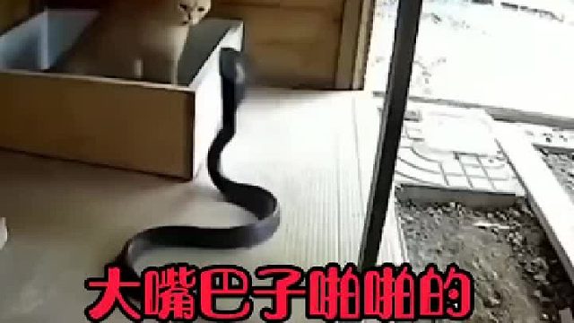 看！ 把眼镜打掉了吧