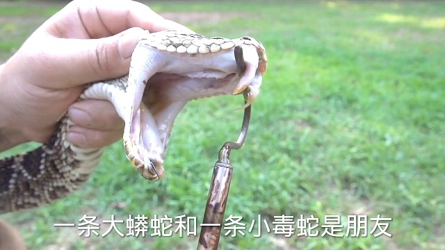 大蟒蛇看到大乌龟