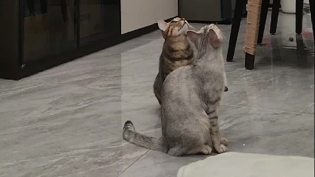 它也没有想到卡的这么准，看得出来三个生物都愣住了