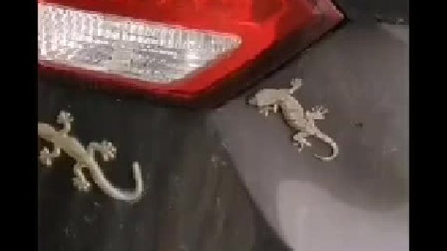 贴壁虎的含义是避祸，两个的就是二避祸