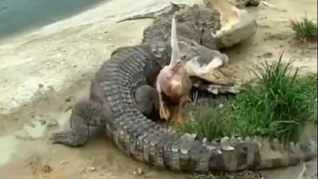 鸭子的螺旋走位耍的鳄鱼团团转