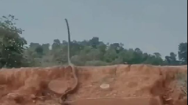 眼镜王蛇真的太大了