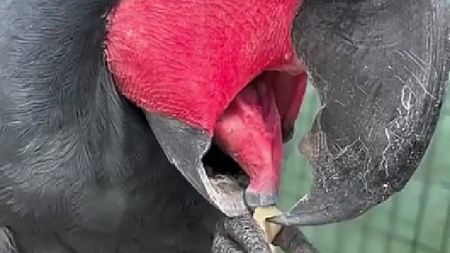 也不大为什么不直接吞了呢