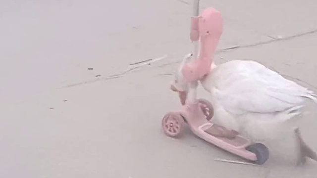 它还知道一只脚划着走