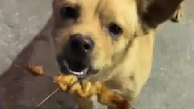 狗：你可以不理我，但不可以调戏我