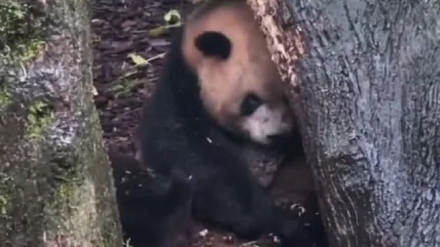 这是我见过最脏的大熊猫，奶妈看到不知道会有什么反应？