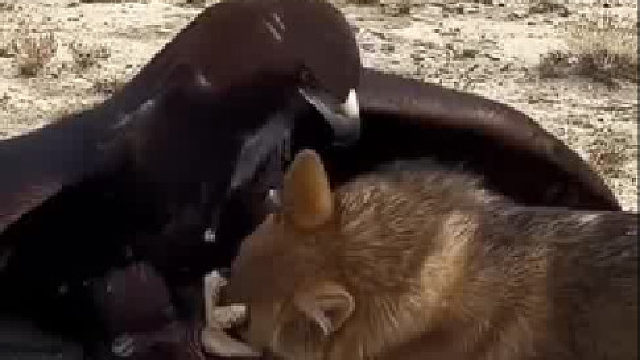 老鹰的爪子如此精准，怪不得恶狼也怕