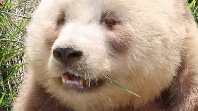 大熊猫七仔：听到咀嚼香草的声音，宝宝吃得好开心