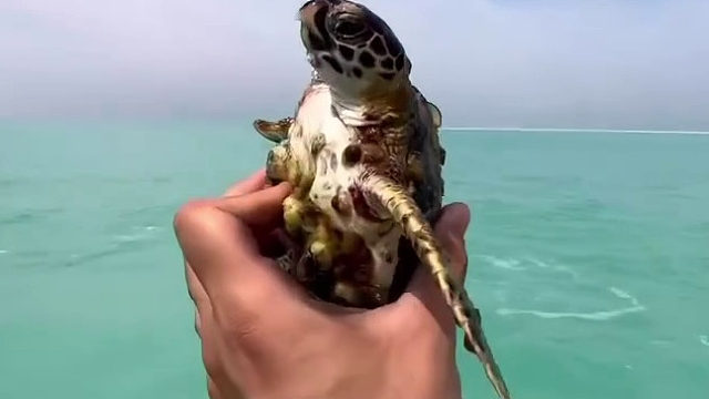 海龟还是聪明的