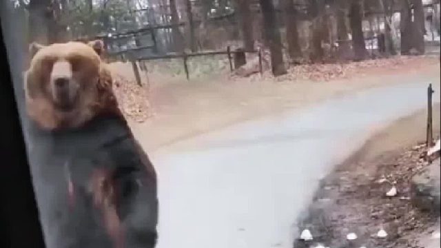 可曾见过走路姿势如此妖娆的熊熊？