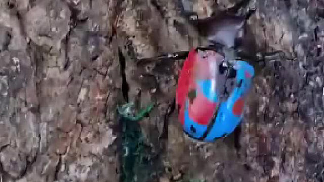 假面骑士诚不欺吾