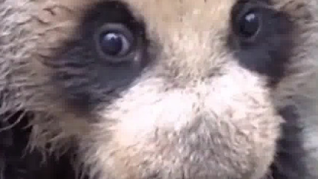 这是先打还是先洗呢