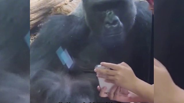 这闺蜜不太对劲啊搞笑配音