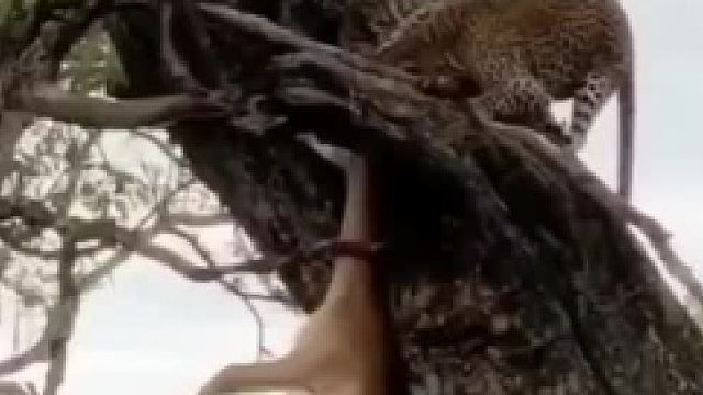 好无赖的鬣狗，抢豹子的猎物吃，坐享渔翁之利