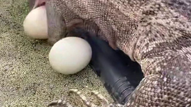 我是云南的，云南怒江的…