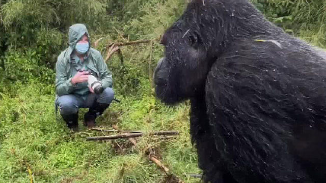 近距离感受大猩猩的压迫感…