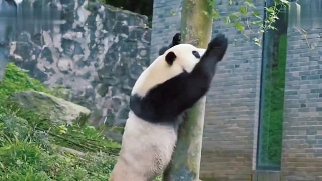 滚滚团子们开学了