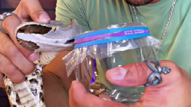 这个咬合力可怕啊