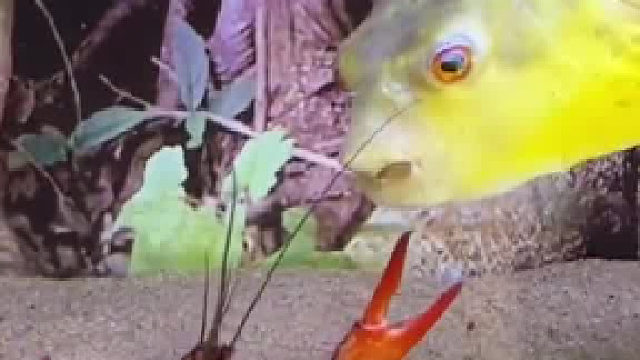 对于狗头鱼来说，小龙虾可能就是一道零食……