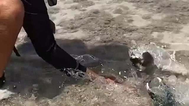 赶海可以这么刺激，螃蟹的大螯比我手还粗