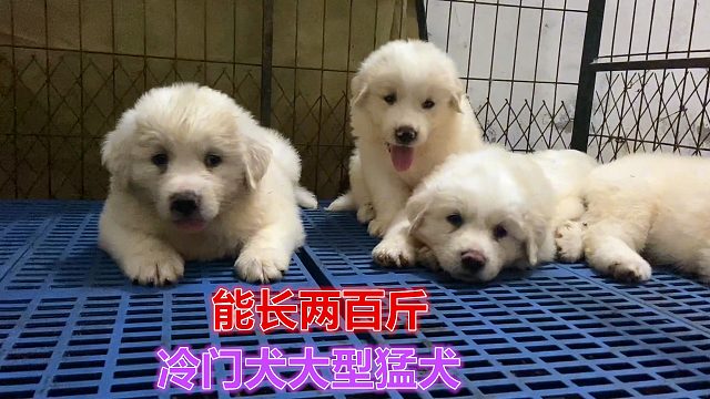 可遇不可求的冷门大型猛犬！40天抱着就吃力！怪不得能长一两百斤