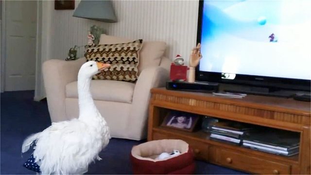 大白鹅正在看动画，主人忽然换台，接下来憋住别笑！