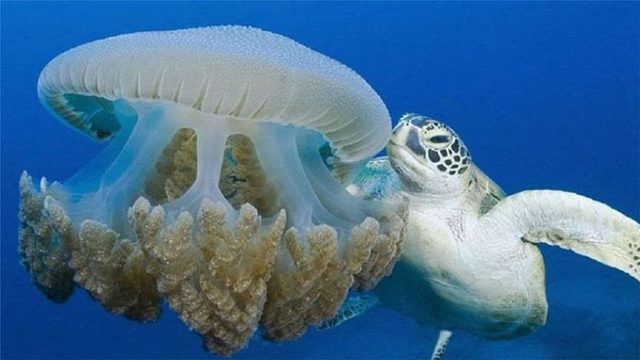 海龟吃水母，一口吸进去就像喝水一样，镜头拍下这一幕