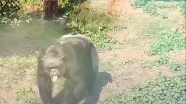 等扔了垃圾的游客走后，大猩猩