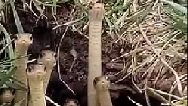 为什么会突然觉得它们还挺可爱的！