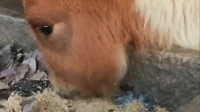 我是可爱的小马仔，不能骑我！